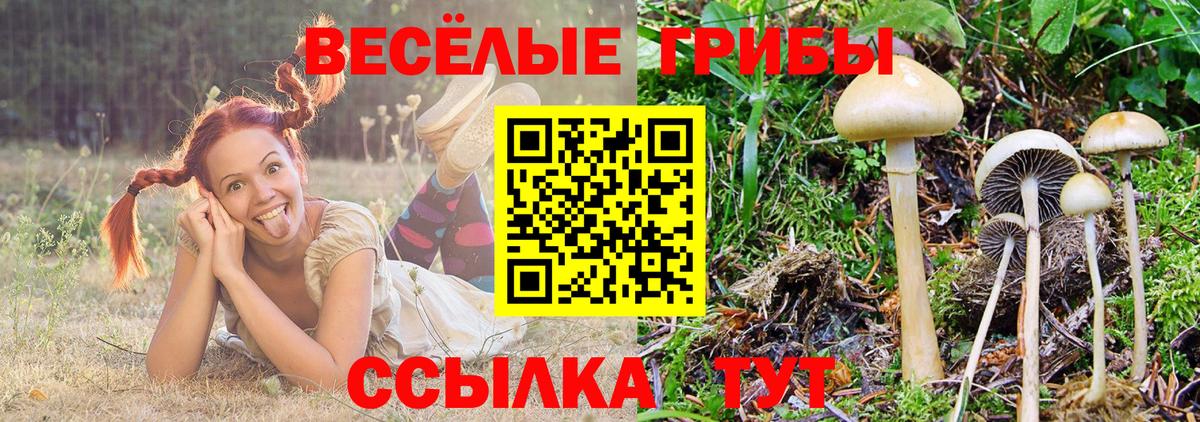 Галлюциногенные грибы Psilocybe  Вход с VPN  где продают наркотики  Артём 